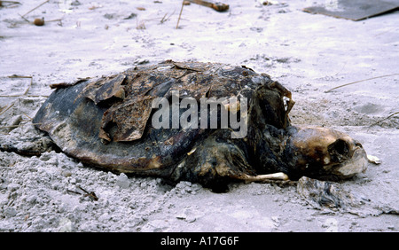 Tortue de Mer morte sur la plage près de Mahdia, Tunisie Banque D'Images