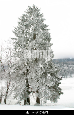 Les branches d'un arbre, le lac de Bled, en Slovénie. Banque D'Images