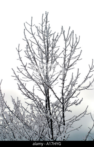 Les arbres gelés, le lac de Bled, en Slovénie. Banque D'Images