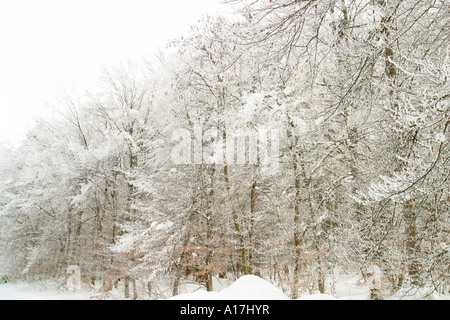 Les arbres gelés, le lac de Bled, en Slovénie. Banque D'Images