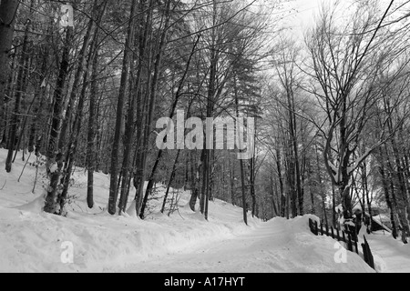 Les arbres gelés, le lac de Bled, en Slovénie. Banque D'Images