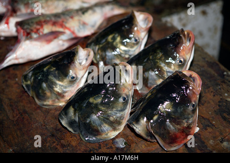 Des têtes de poissons, Marché Central, Shunde, Foshan, Guangdong, Chine. Banque D'Images