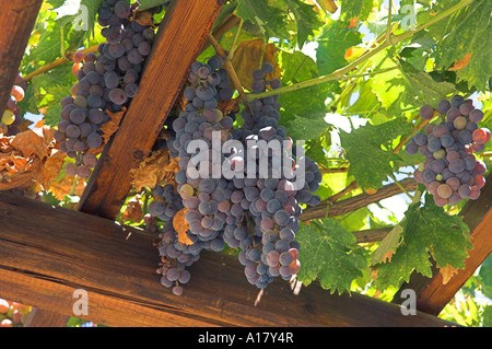 Prêts pour la récolte des raisins mûrs accroché sur vigne dans l'île de Paros Grèce véranda Banque D'Images