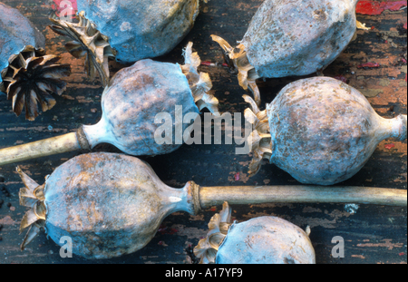 Du pavot à opium (Papaver somniferum), fruits mûrs Banque D'Images