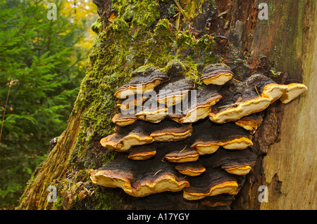 Rotrandiger Schichtporling champignons Fomitopsis pinicola Banque D'Images