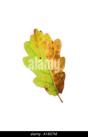 Photo d'un brun doré et vert le chêne pédonculé Quercus robor leaf dans ses couleurs d'automne contre un fond blanc lumineux Banque D'Images