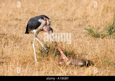 Flamant rose (Phoenicopterus ruber Crumeniferus Marabou stork de manger des abats d'un gnou dans la réserve naturelle nationale de Masai Mara au Kenya Afrique de l'Est Banque D'Images