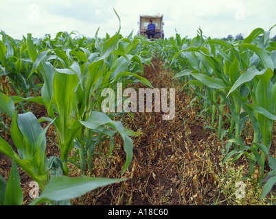 Le Maïs Le maïs transgénique GM en essai au champ de maïs à maturité et au sol sur le tracteur en plus distance Image montre parti de GM Banque D'Images