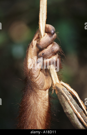 La main de l'orang-outan de Bornéo Banque D'Images