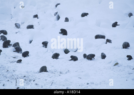 Singes Jigokudani neige National Park Japon Banque D'Images