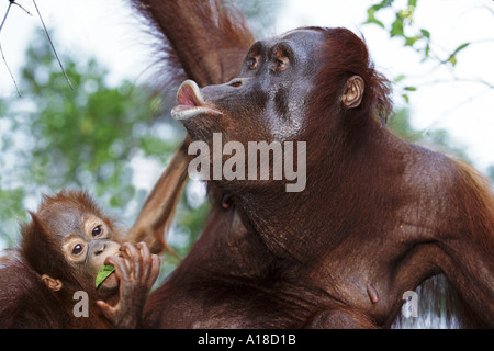 La mère et le bébé orang-outan de Bornéo Banque D'Images