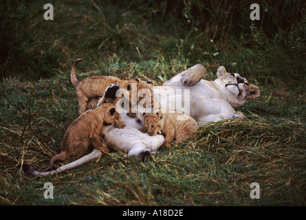 Lionne suckling louveteaux Masai Mara, Kenya Banque D'Images