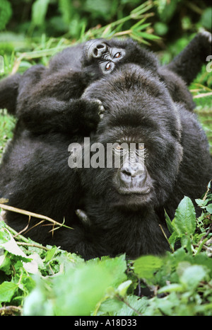 La mère et le bébé gorille des montagnes du Parc National de Mgahinga en Ouganda Banque D'Images