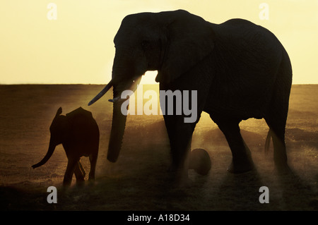 Mère et bébé éléphant au lever du soleil, Masai Mara, Kenya Banque D'Images