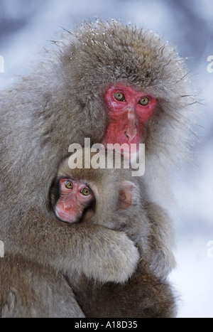 Mère et bébé singes Jigokudani neige National Park Japon Banque D'Images