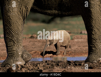 L'éléphant et le bébé Banque D'Images