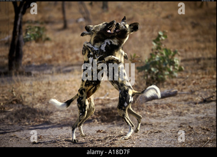 Les chiens sauvages d'Afrique Afrique du Sud Kapama Banque D'Images