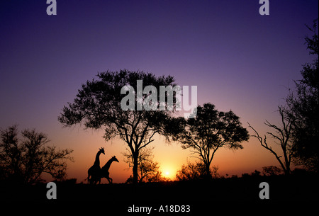 Les Girafes au coucher du soleil de l'Afrique du Sud Parc National Kruger Banque D'Images