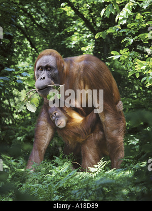 La mère et le bébé orang-outan de Sumatra Banque D'Images