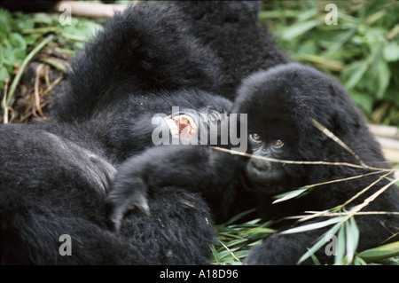 La mère et le bébé gorille de montagne Parc des Virunga en République démocratique du Congo Banque D'Images