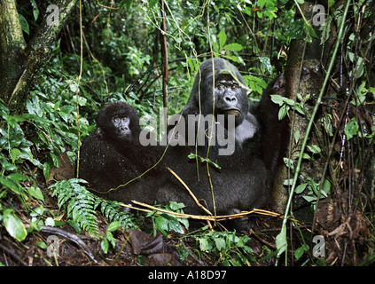 Les gorilles de montagne dans le cratère d'un volcan éteint Parc des Virunga en République démocratique du Congo Banque D'Images