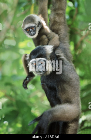 Mère et bébé dark remis gibbon Bornéo Banque D'Images