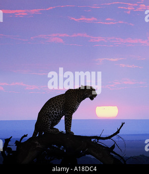 Leopard au coucher du soleil le Masai Mara au Kenya Banque D'Images