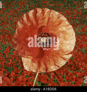 Champ de pavot coquelicot avec en arrière-plan Banque D'Images