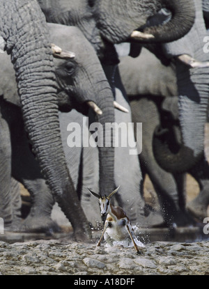 Springbok surpris au point d'eau par troupeau d'éléphants du Parc National d'Etosha, Namibie Banque D'Images