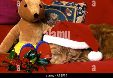Le gingembre cat in Christmas hat avec Holly et la souris Banque D'Images