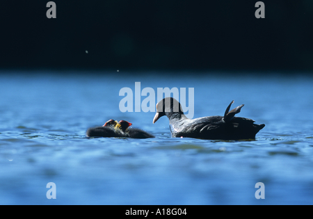 Foulque macroule (Fulica atra), des profils avec deux poussins sur l'eau, de l'Allemagne. Banque D'Images