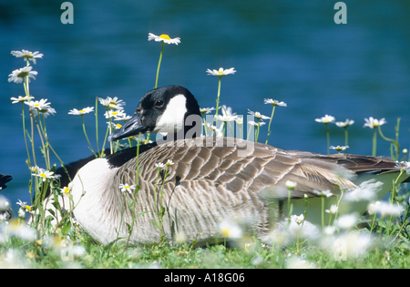 Bernache du Canada (Branta canadensis), assis dans un pré entre les marguerites, de l'Allemagne. Banque D'Images