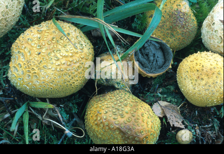 Earthball commun (sclérodermie citrinum), au sol des forêts Banque D'Images
