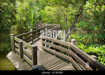 La forêt de mangrove racines écosystème marin de la réserve de SUNGEI BULOH ASIE Singapour Mangrove Boardwalk Banque D'Images