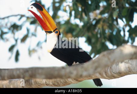 Toucan Toco (Ramphastos toco), assis sur une branche, nourrir un berry. Banque D'Images