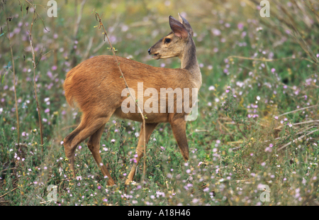 Cerf des marais (Blastocerus dichotomus, Odocoileus dichotomus), à l'arrière. Banque D'Images