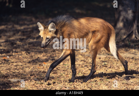 Le loup à crinière (Chrysocyon brachyurus), marche à pied, a le longstes les jambes de tous les carnivores proportionnelle à l'organisme Banque D'Images