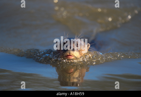 La loutre géante (Pteronura brasiliensis), natation. Banque D'Images