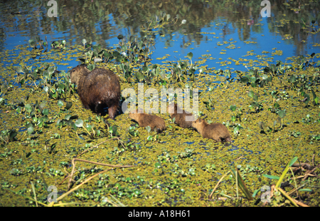 Capybara (Hydrochaeris hydrochaeris, carpincho), mère de trois jeunes à la suite. Banque D'Images