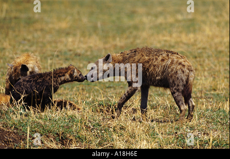 L'Hyène tachetée (Crocuta crocuta), avec l'inhalation de cub, Kenya, Masai Mara, NP. Banque D'Images