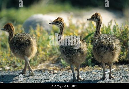 Autruche (Struthio camelus), trois jeunes poussins, Afrique du Sud. Banque D'Images