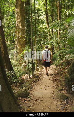 Man Walking in rainforest Mossman Gorge, Daintree National Park Banque D'Images