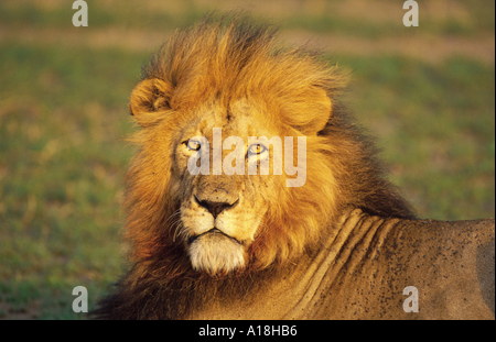 Lion (Panthera leo), portrait d'un homme lion, Kenya, Masai Mara, NP. Banque D'Images