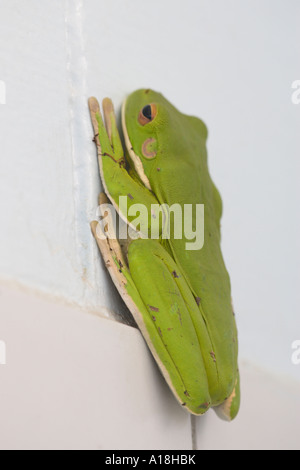 Litoria caerulea Rainette verte sur un mur de salle de bains Banque D'Images