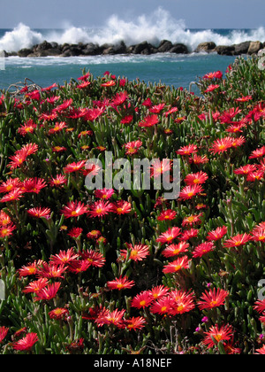 De plus en plus vives comme des fleurs Daisy sur des rochers sur une plage dans le sud de Chypre avec la mer s'écraser dans l'arrière-plan Banque D'Images