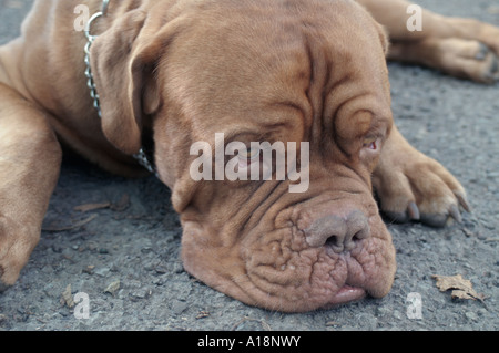 Dog de Bordeaux Banque D'Images