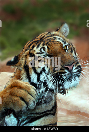 Tigre du Bengale (Panthera tigris tigris), portrait Banque D'Images