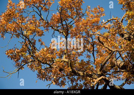 Les feuilles d'automne de l'arbre de chêne sessile Quercus petraea England UK Royaume-Uni GB Grande Bretagne Banque D'Images