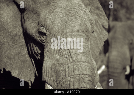 Les éléphants d'Afrique Kenya Banque D'Images