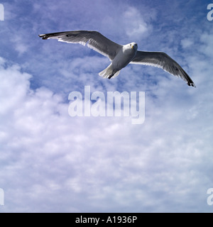 Mouette volant dans le ciel Banque D'Images